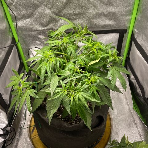 Auto Orange Bud - Grow 1 growlog timeline photo