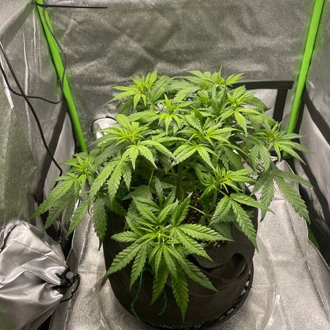 Auto Orange Bud - Grow 1 growlog timeline photo