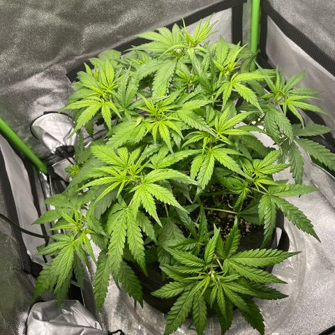 Auto Orange Bud - Grow 1 growlog timeline photo