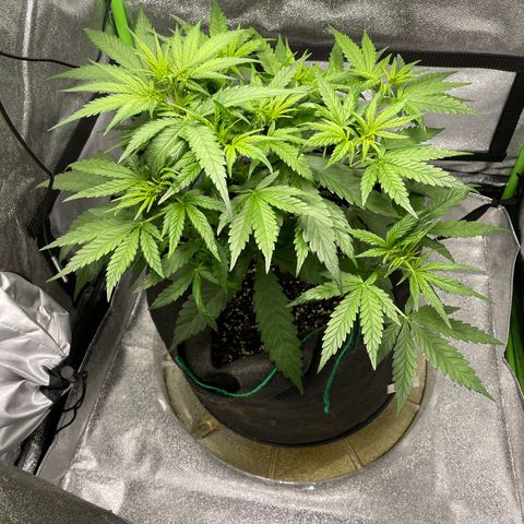 Auto Orange Bud - Grow 1 growlog timeline photo