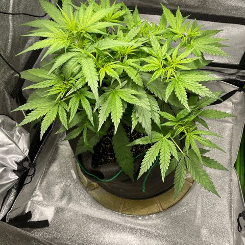 Auto Orange Bud - Grow 1 growlog timeline photo