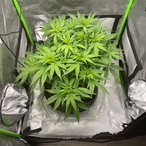Auto Orange Bud - Grow 1 growlog timeline photo