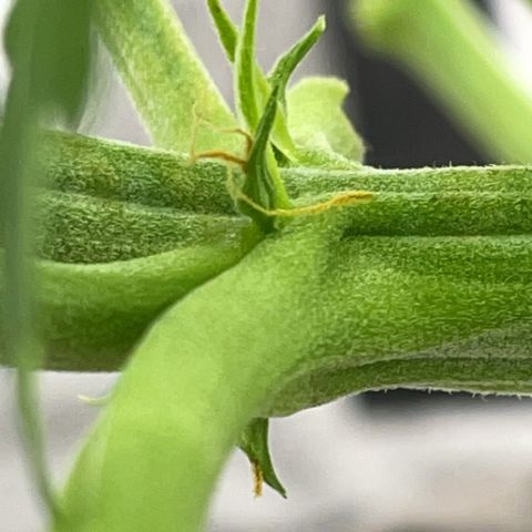 Auto Orange Bud - Grow 1 growlog timeline photo