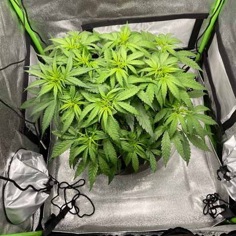 Auto Orange Bud - Grow 1 growlog timeline photo
