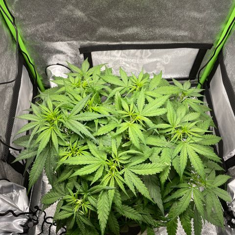 Auto Orange Bud - Grow 1 growlog timeline photo