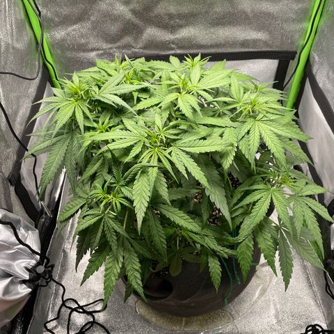 Auto Orange Bud - Grow 1 growlog timeline photo