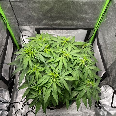 Auto Orange Bud - Grow 1 growlog timeline photo