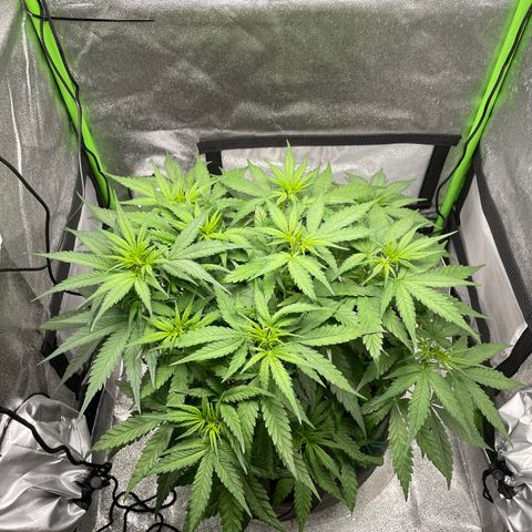 Auto Orange Bud - Grow 1 growlog timeline photo