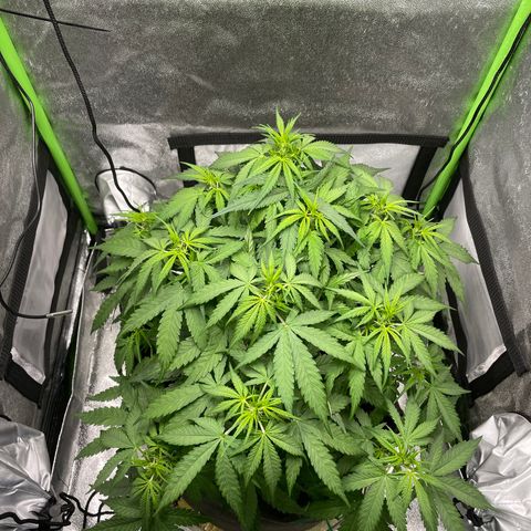 Auto Orange Bud - Grow 1 growlog timeline photo