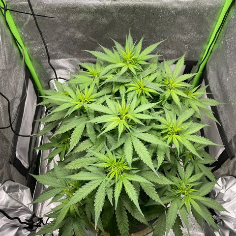 Auto Orange Bud - Grow 1 growlog timeline photo