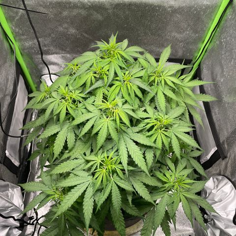 Auto Orange Bud - Grow 1 growlog timeline photo