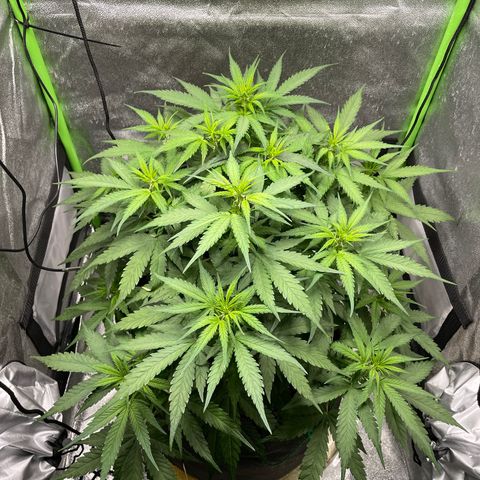 Auto Orange Bud - Grow 1 growlog timeline photo