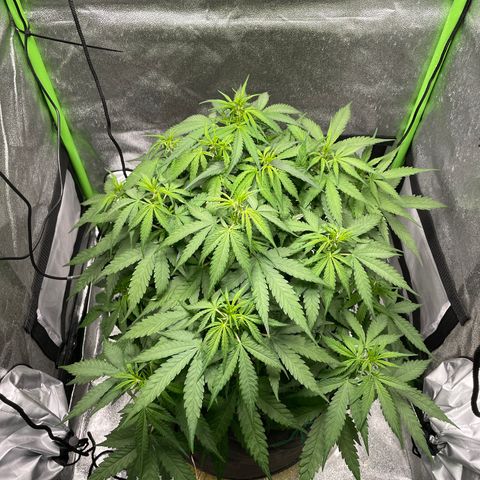 Auto Orange Bud - Grow 1 growlog timeline photo