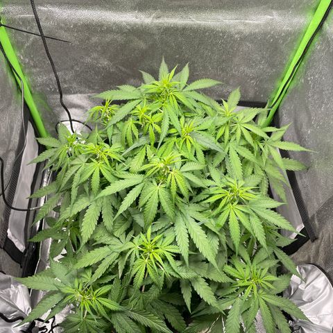 Auto Orange Bud - Grow 1 growlog timeline photo