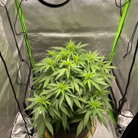 Auto Orange Bud - Grow 1 growlog timeline photo