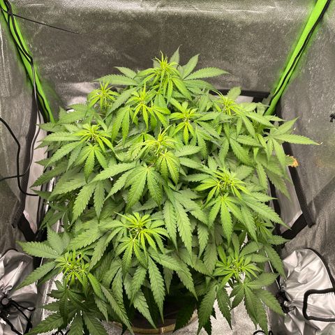 Auto Orange Bud - Grow 1 growlog timeline photo