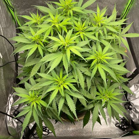 Auto Orange Bud - Grow 1 growlog timeline photo