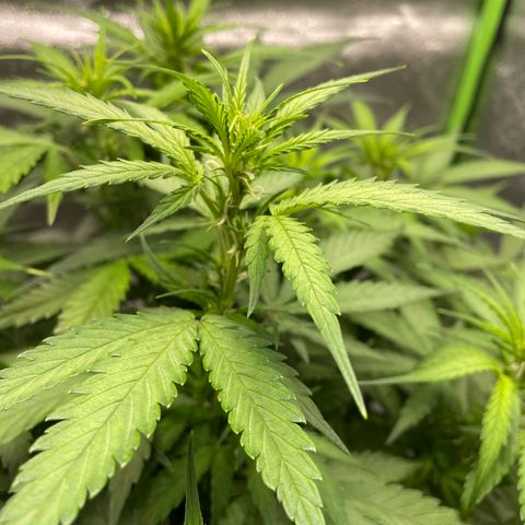 Auto Orange Bud - Grow 1 growlog timeline photo