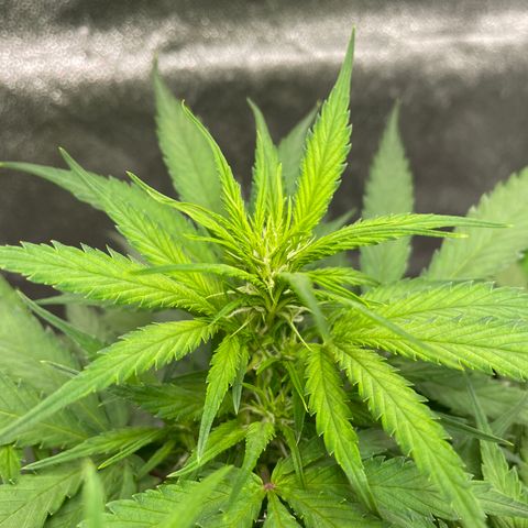Auto Orange Bud - Grow 1 growlog timeline photo