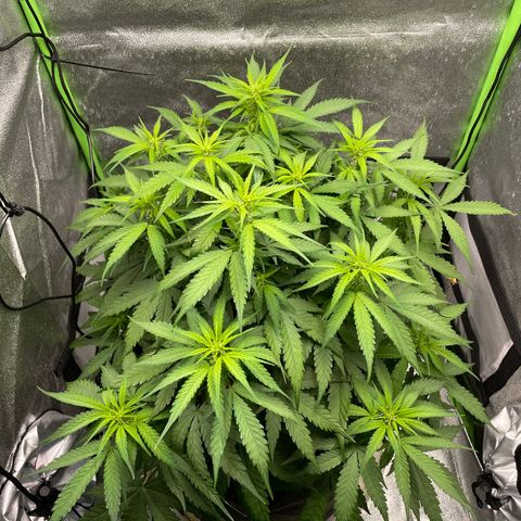 Auto Orange Bud - Grow 1 growlog timeline photo