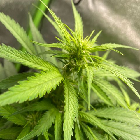 Auto Orange Bud - Grow 1 growlog timeline photo