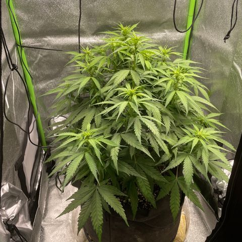Auto Orange Bud - Grow 1 growlog timeline photo