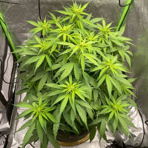 Auto Orange Bud - Grow 1 growlog timeline photo
