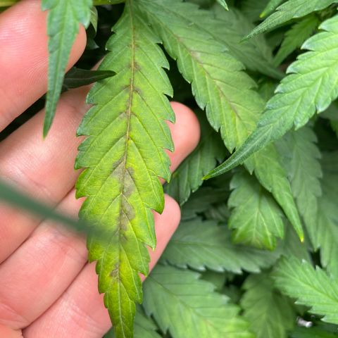 Auto Orange Bud - Grow 1 growlog timeline photo