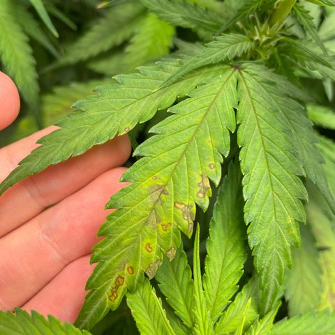 Auto Orange Bud - Grow 1 growlog timeline photo