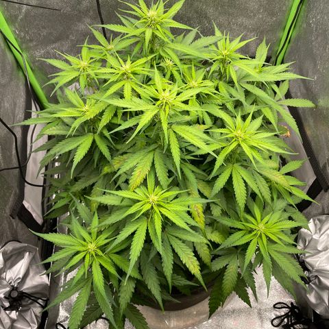 Auto Orange Bud - Grow 1 growlog timeline photo