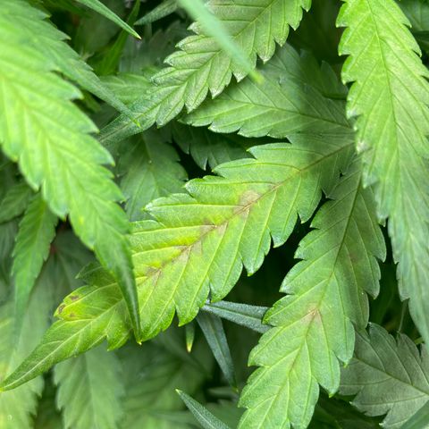 Auto Orange Bud - Grow 1 growlog timeline photo