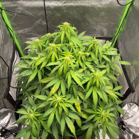 Auto Orange Bud - Grow 1 growlog timeline photo
