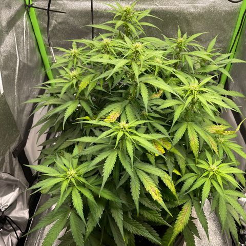 Auto Orange Bud - Grow 1 growlog timeline photo