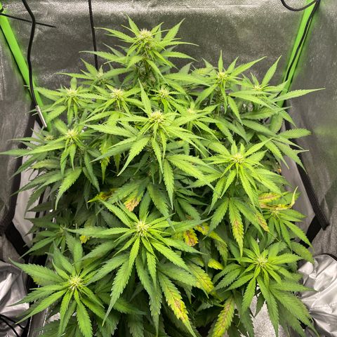 Auto Orange Bud - Grow 1 growlog timeline photo