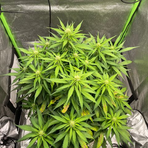 Auto Orange Bud - Grow 1 growlog timeline photo