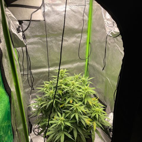 Auto Orange Bud - Grow 1 growlog timeline photo