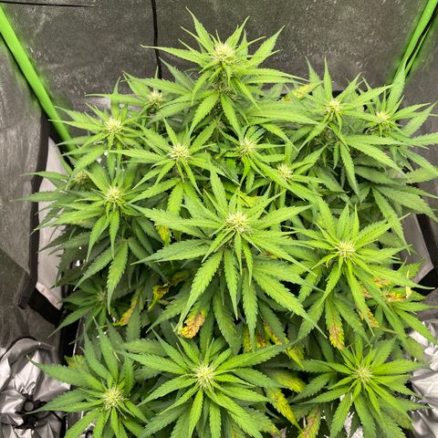 Auto Orange Bud - Grow 1 growlog timeline photo