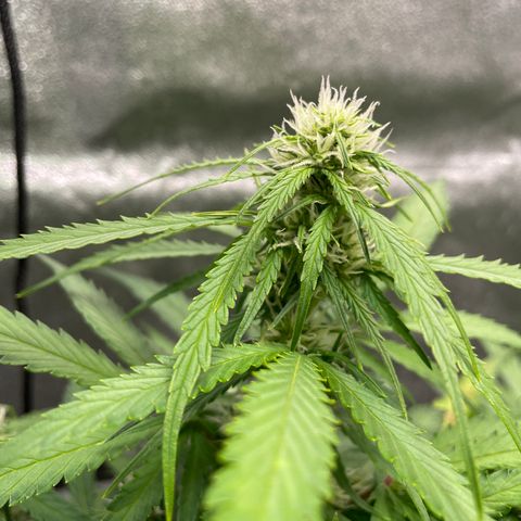 Auto Orange Bud - Grow 1 growlog timeline photo