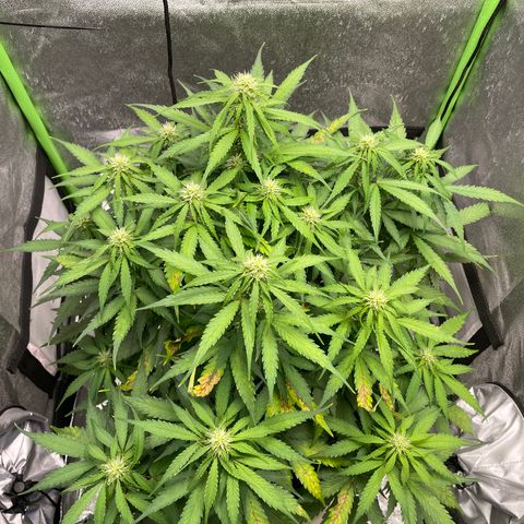 Auto Orange Bud - Grow 1 growlog timeline photo