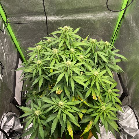 Auto Orange Bud - Grow 1 growlog timeline photo
