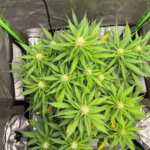 Auto Orange Bud - Grow 1 growlog timeline photo