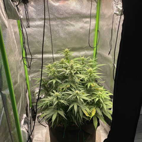 Auto Orange Bud - Grow 1 growlog timeline photo