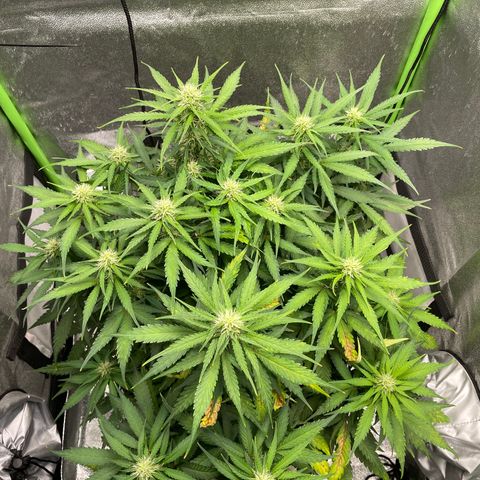 Auto Orange Bud - Grow 1 growlog timeline photo