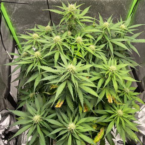 Auto Orange Bud - Grow 1 growlog timeline photo