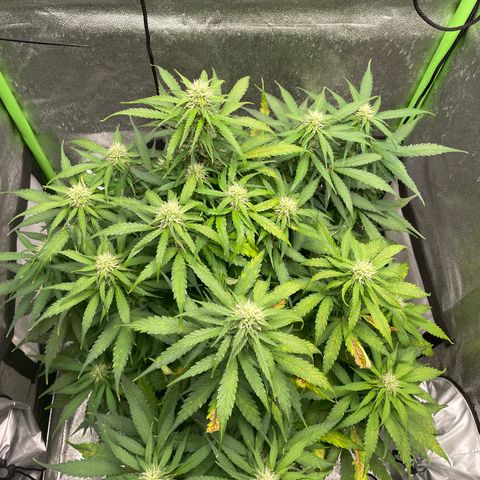 Auto Orange Bud - Grow 1 growlog photo: Attempting to solve consistent brown spotting and leaf tip burns by flushing the growing medium