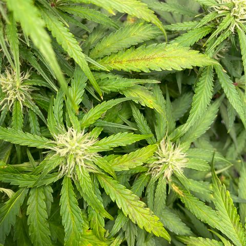 Auto Orange Bud - Grow 1 growlog photo: Attempting to solve consistent brown spotting and leaf tip burns by flushing the growing medium