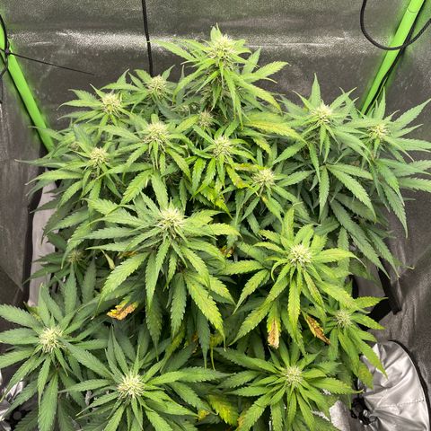Auto Orange Bud - Grow 1 growlog photo: Attempting to solve consistent brown spotting and leaf tip burns by flushing the growing medium