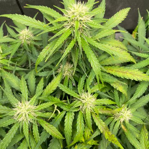 Auto Orange Bud - Grow 1 growlog photo: Attempting to solve consistent brown spotting and leaf tip burns by flushing the growing medium