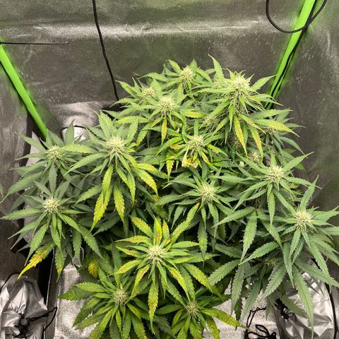 Auto Orange Bud - Grow 1 growlog timeline photo