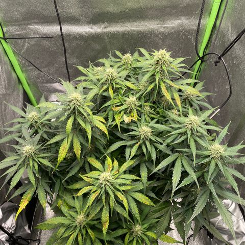 Auto Orange Bud - Grow 1 growlog timeline photo